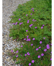 Erodium acaule