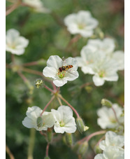 Erodium chrysanthum