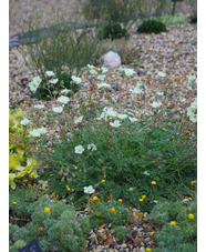 Erodium chrysanthum