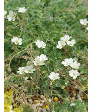 Erodium chrysanthum