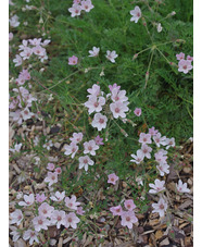 Erodium chrysanthum - pink flowered