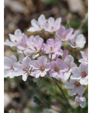 Erodium chrysanthum - pink flowered