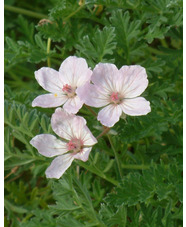 Erodium chrysanthum - Pink - The Beth Chatto Gardens