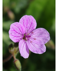 Erodium 'County Park'