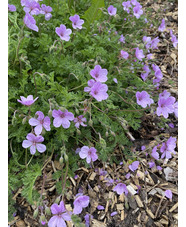 Erodium 'County Park'