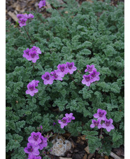 Erodium 'Fran's Delight'