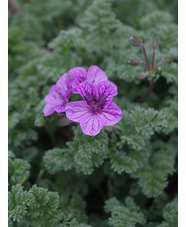 Erodium 'Fran's Delight'