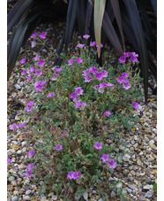 Erodium 'Fran's Delight'