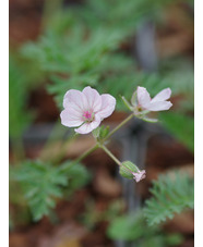 Erodium × lindavicum