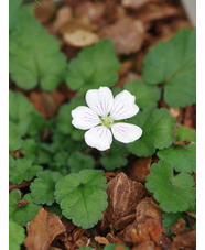 Erodium × variabile 'Joe Elliott'  