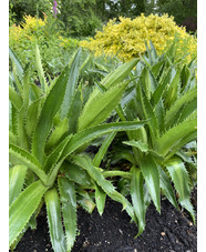 Eryngium agavifolium