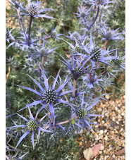 Eryngium bourgatii