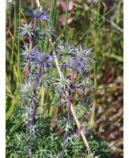 Eryngium bourgatii