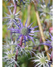 Eryngium bourgatii