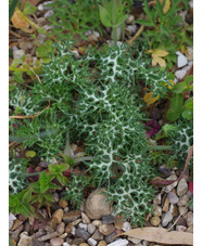 Eryngium bourgatii