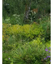 Eryngium eburneum