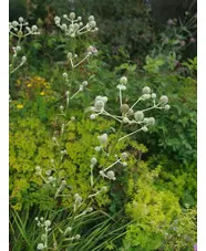 Eryngium eburneum