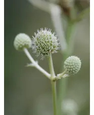 Eryngium eburneum