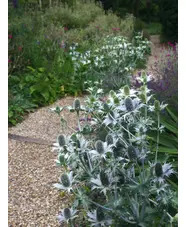 Eryngium giganteum