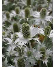 Eryngium giganteum