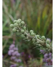 Eryngium horridum