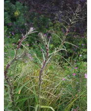 Eryngium horridum