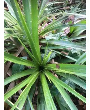Eryngium horridum