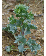 Eryngium maritimum