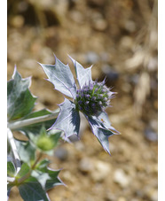 Eryngium maritimum