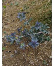 Eryngium maritimum