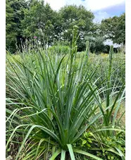 Eryngium pandanifolium 'Physic Purple'