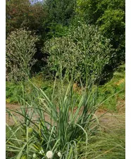 Eryngium pandanifolium 'Physic Purple'