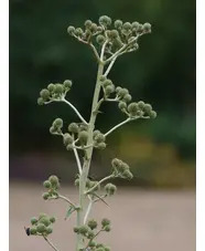Eryngium paniculatum