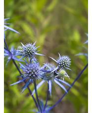 Eryngium planum