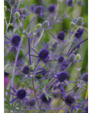 Eryngium planum 'Blaukappe'