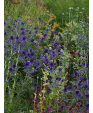 Eryngium planum 'Blaukappe'