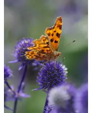 Wildlife Garden Border