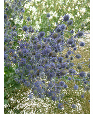 Eryngium planum