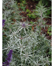 Eryngium variifolium