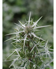 Eryngium variifolium