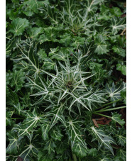 Eryngium variifolium