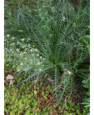 Eryngium venustum 
