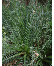 Eryngium venustum 