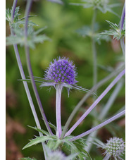 Eryngium x tripartitum