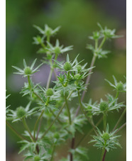 Eryngium x tripartitum