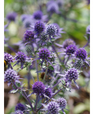 Eryngium x tripartitum