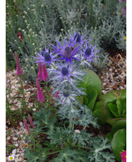 Eryngium x zabelii 'Big Blue'