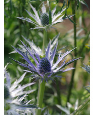 Eryngium x zabelii 'Big Blue'