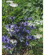 Eryngium x zabelii 'Big Blue'