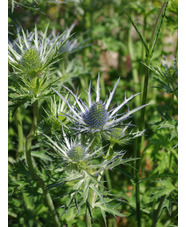 Eryngium x zabelii 'Violetta' 